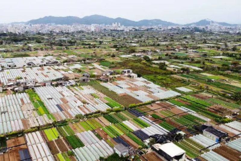 澄海是著名的农业高产地区,传统农业素以精耕细作著称,有“种田如绣花”美誉。 南方+ 张伟炜 拍摄 图片