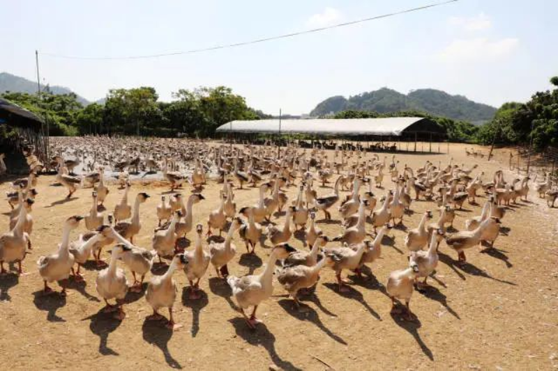 澄海以创建狮头鹅省级现代农业产业园为抓手,加快推动狮头鹅产业提品质、提产能、提高附加值。 南方+ 张伟炜 拍摄 图片