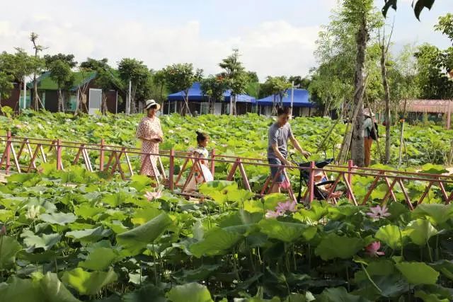 龙湖区鼓励各村(涉农社区)因地制宜谋发展,着力打造独具特色的乡村特色产业,推进农村产业高质量发展。 南方+ 张伟炜 摄 图片