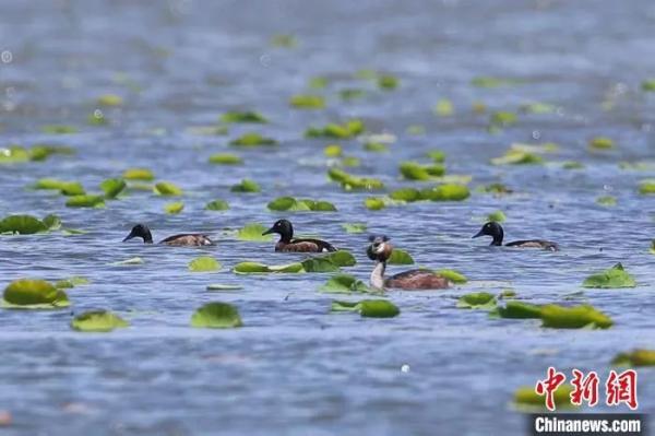 图为青头潜鸭在白洋淀湿地栖息。刘洵 摄 图为青头潜鸭在白洋淀湿地栖息。刘洵 摄