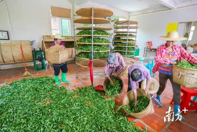 红场茶叶丰收(拍摄地:红场镇苏林村,林荣鑫 摄) 图片