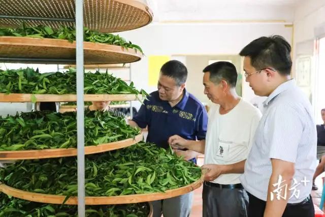 专家到红场进行指导(拍摄地:红场镇苏林村,林荣鑫摄) 图片