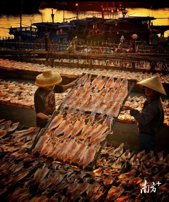 《晒鱿鱼南澳》,蔡镇青 摄 图片