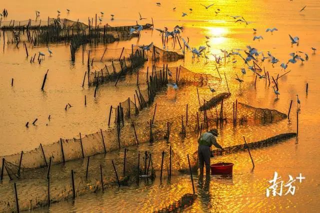 《晨光欢歌》澄海区溪南镇六合围,陈鹏生 摄 图片