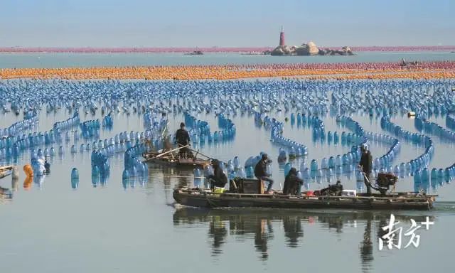 《养殖掠影》 林璇 摄 图片