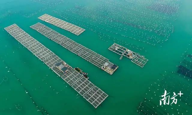 南澳的海上养殖,黄琳琪 摄 图片