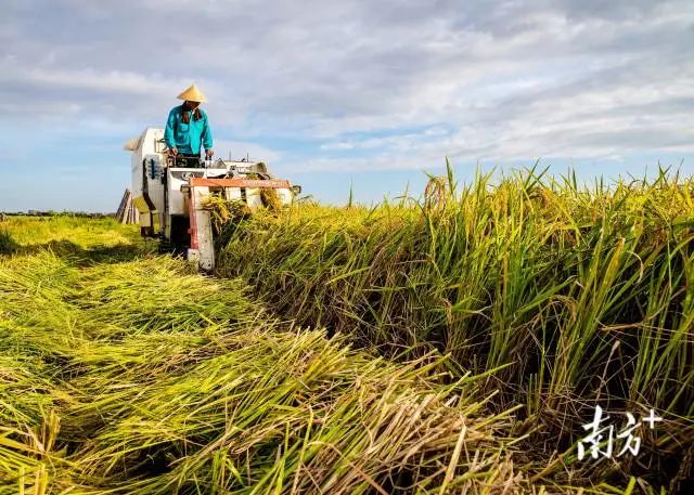 《农业现代化》,林树城 摄 图片