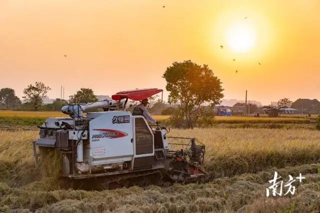 《收割》澄海莲下,麦树钿 摄 图片