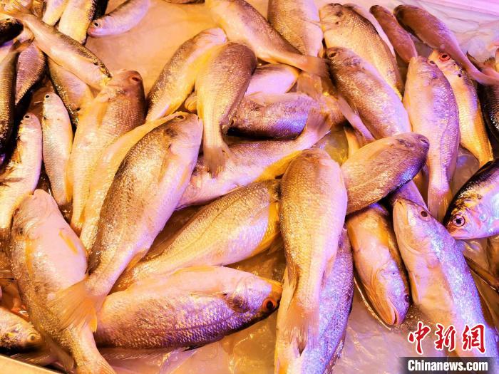 台山海鲜市场上销售的冰鲜䱛鱼 李晓春 摄