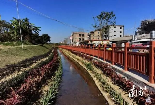 修建后的寨前溪畅通清澈,旧貌换新颜。 图片