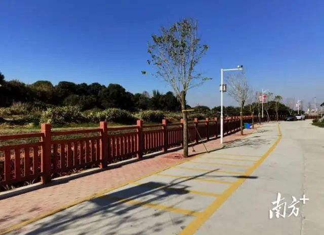 修建后的寨前溪旁,绿树环绕、道路划线明晰。 图片