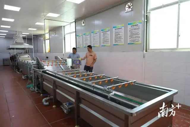 麻叶一体化加工设备集清洗、漂烫、冷却、脱水等功能于一体,可以把麻叶加工成预制产品。 图片