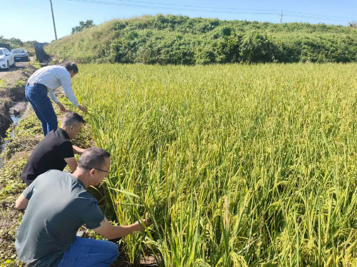 4.水稻示范调研.jpg